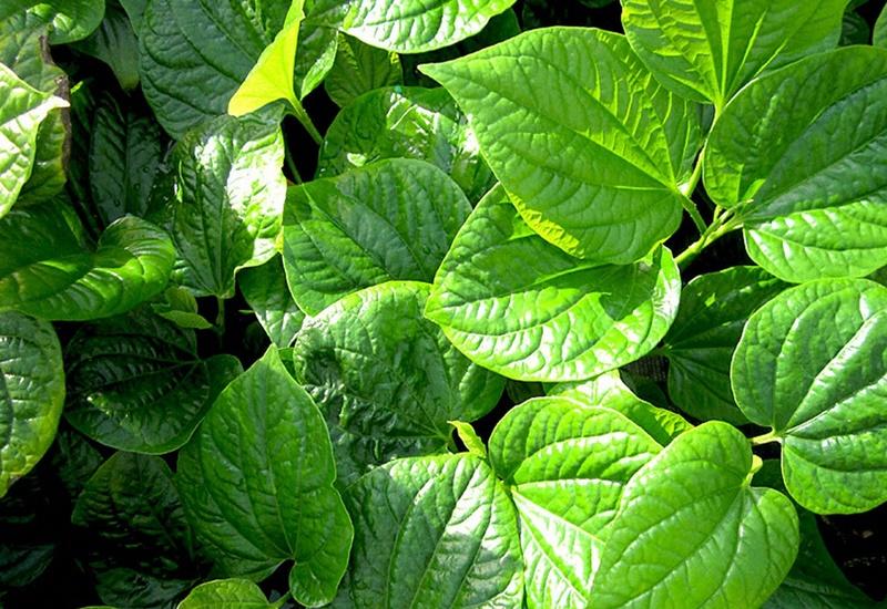 Cây Chữa Xương Khớp: Tìm Hiểu, Công Dụng và Lưu Ý, Top Các Loại Cây, Bài Thuốc Dân Gian, Lựa Chọn Phù Hợp