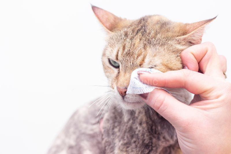 Mèo bị viêm kết mạc cần đưa đi khám