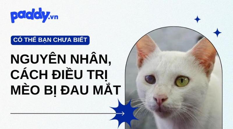 Nước muối sinh lý nhỏ mắt cho mèo: Dấu hiệu cần nhỏ