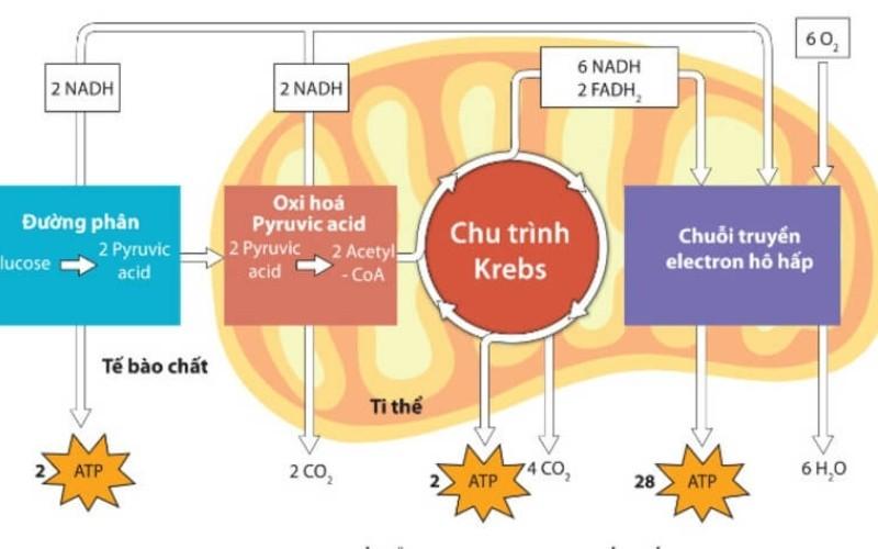 Nguyên Liệu Chủ Yếu Cung Cấp Cho Quá Trình Hô Hấp Của Tế Bào Là Gì?, Vai Trò Của Glucose, Oxy Trong Hô Hấp Tế Bào, Tầm Quan Trọng Của Hô Hấp Tế Bào