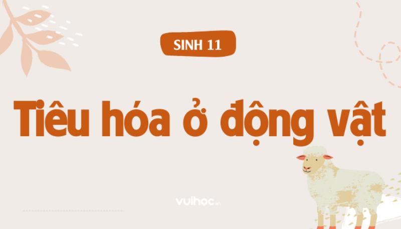 Ở Động Vật Quá Trình Dinh Dưỡng Gồm Bao Nhiêu Giai Dạn, Ăn Uống, Tiêu Hóa, Hấp Thụ, Bài Tiết