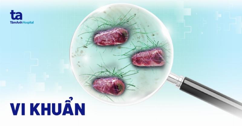 Vi khuẩn E Coli thuộc kiểu dinh dưỡng nào? Hoại sinh, Ký sinh, Quang tự dưỡng, Hóa tự dưỡng?