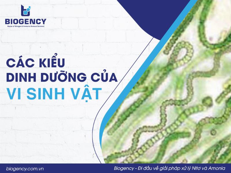Ở Vi Khuẩn Có Các Hình Thức Dinh Dưỡng Nào Sau Đây, Quang Dị Dưỡng, Hóa Dị Dưỡng, Quang Tự Dưỡng, Hóa Tự Dưỡng?